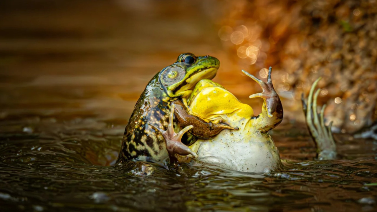Yılın en komik vahşi doğa fotoğrafları belli oldu