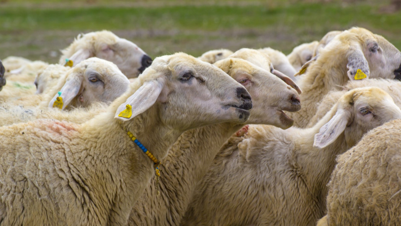 Kurban pazarlarında kira tepkisi: Maliyet vatandaşa yansıyor