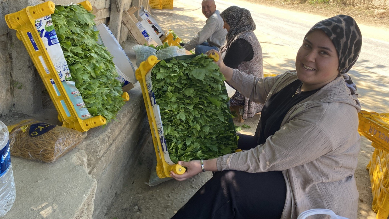 Yaprağı üzümden daha çok kazandırıyor