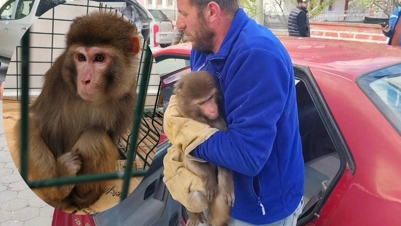 Köy yolunda maymun buldular