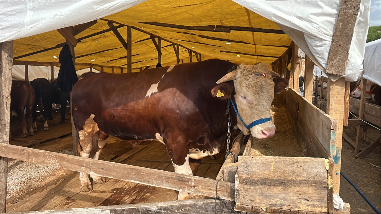 1 ton ağırlığındaki “Şampiyon” fiyatı dudak uçuklattı