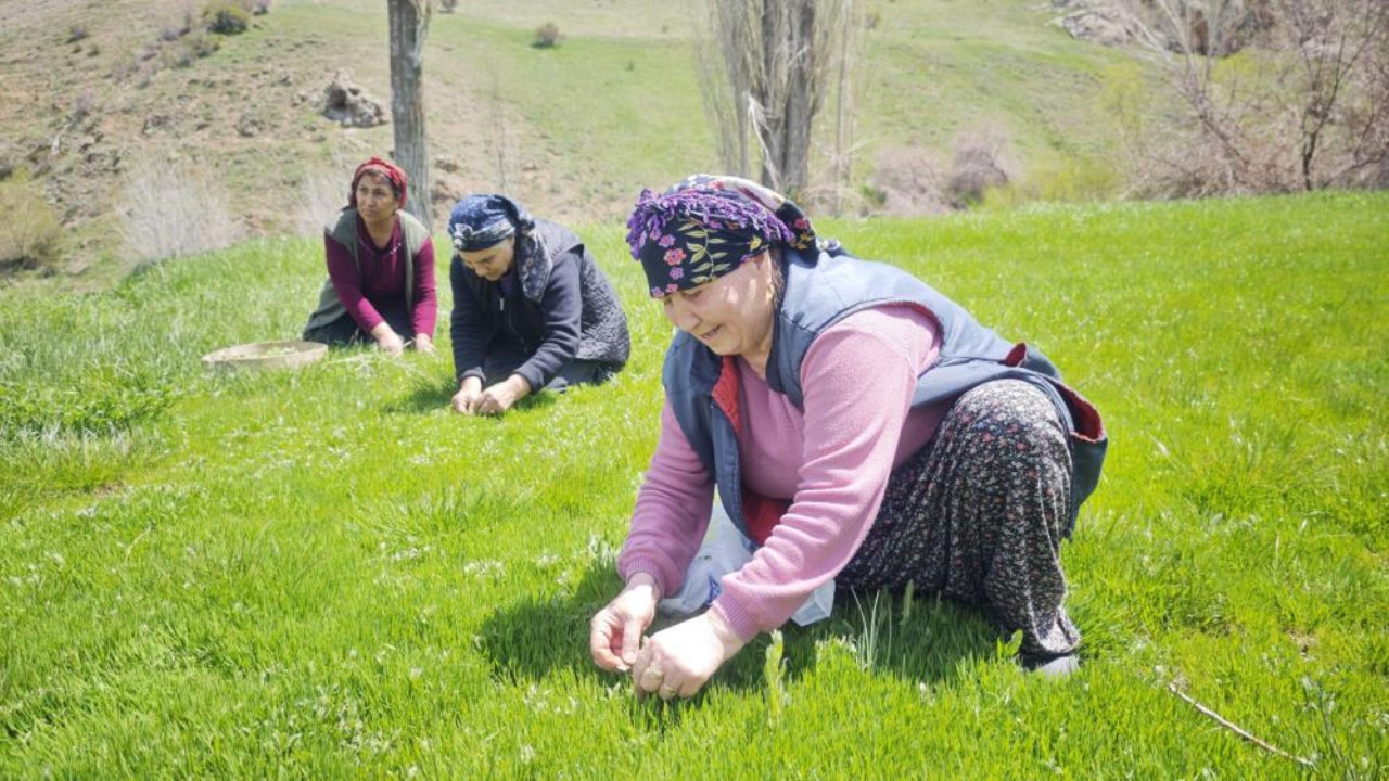 Jiletle tek tek toplanıyor, kilosu 200 liraya satılıyor
