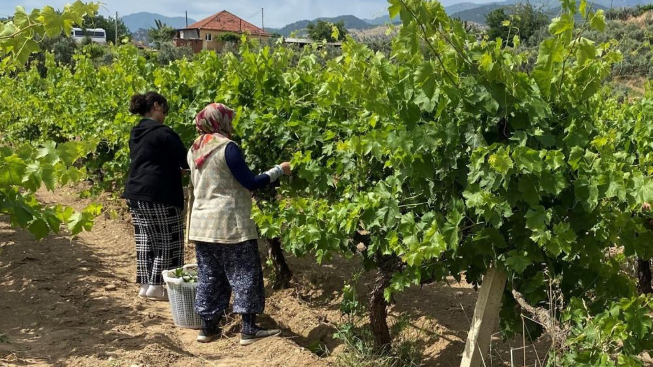 Üzüm daha çıkmadan kazanç başladı: Kilosunu 100 liraya satıyorlar
