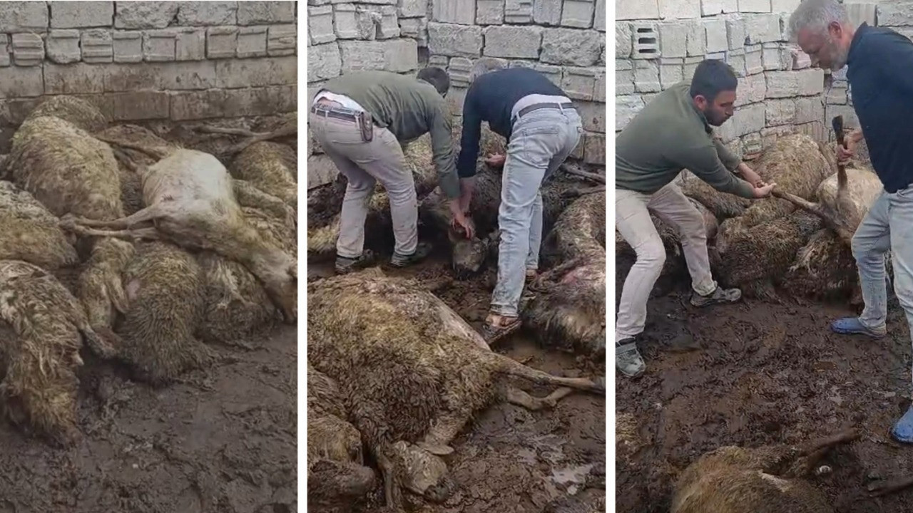 Kurban Bayramı öncesi besiciyi yıkan saldırı: 50 koyun öldü