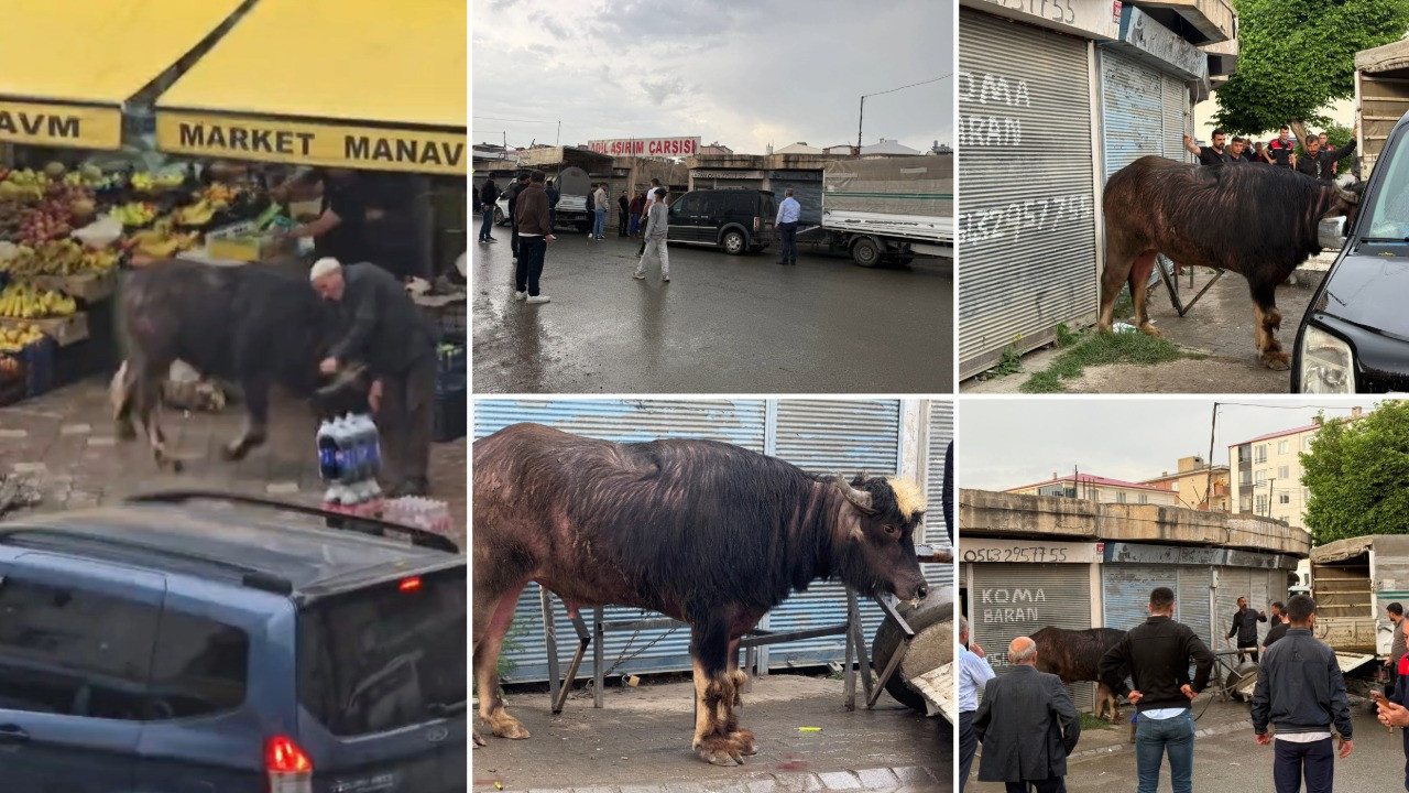 Sahibinin elinden kaçan manda yaşlı adamı yere savurdu