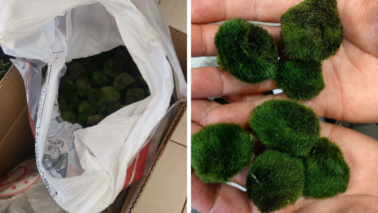 Yolcu otobüsünde 2 bin 125 canlı yeşil alg ele geçirildi
