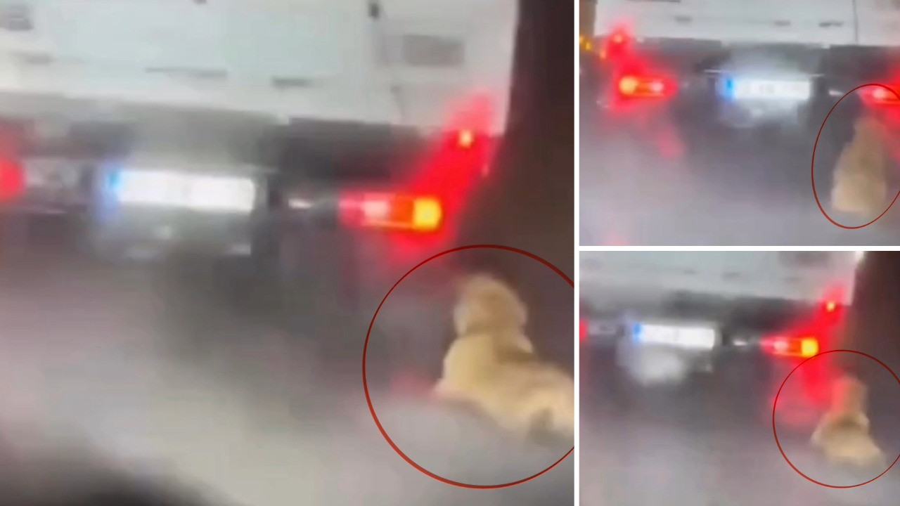 Köpeği kamyonetin arkasında sürükleyen sürücü serbest kaldı