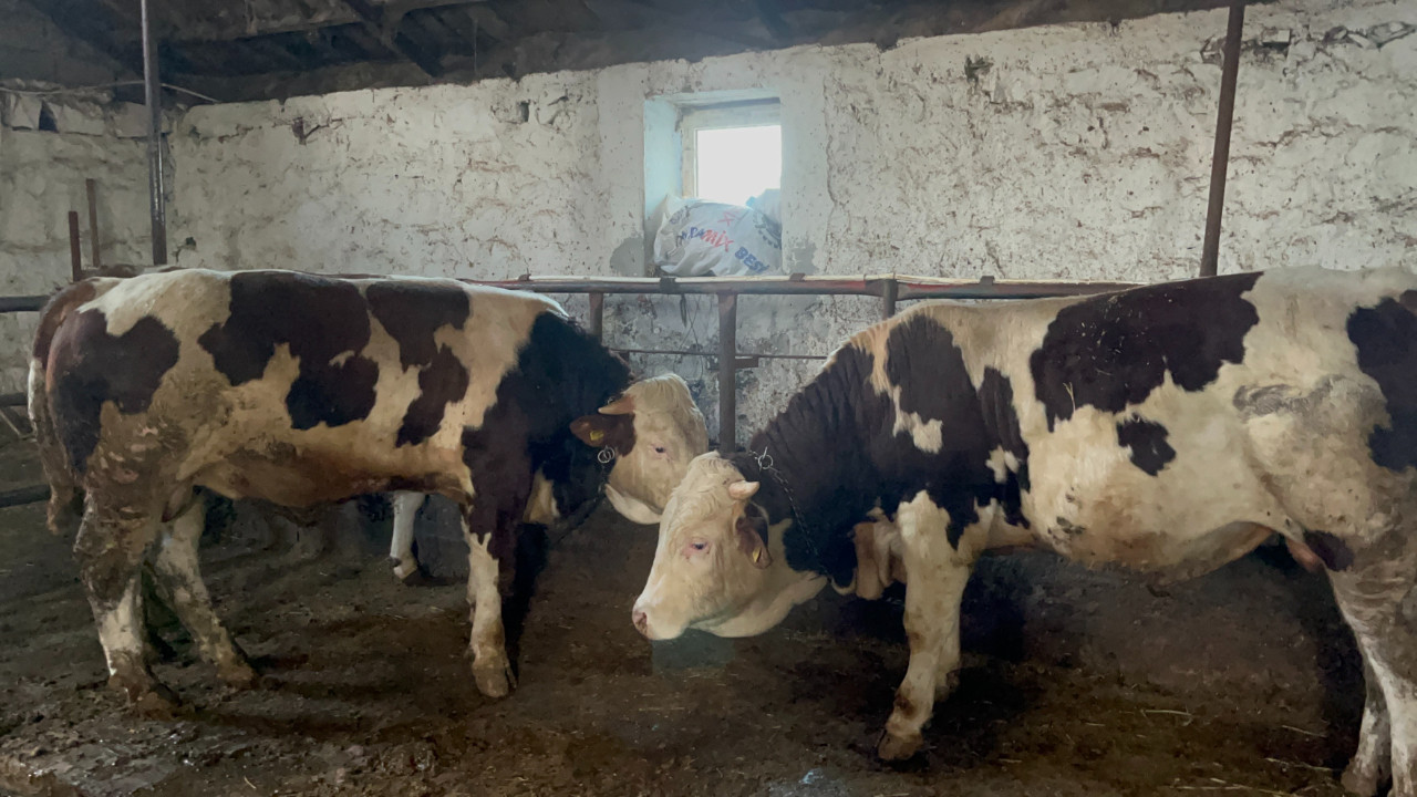 Kars’ın dev boğası “Varto” alıcısını bekliyor