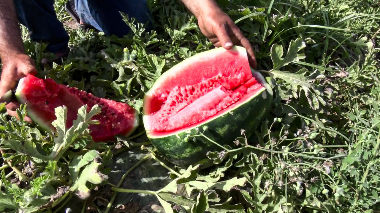 Tarlada 25 TL, tezgahta ne olacağını kimse bilmiyor