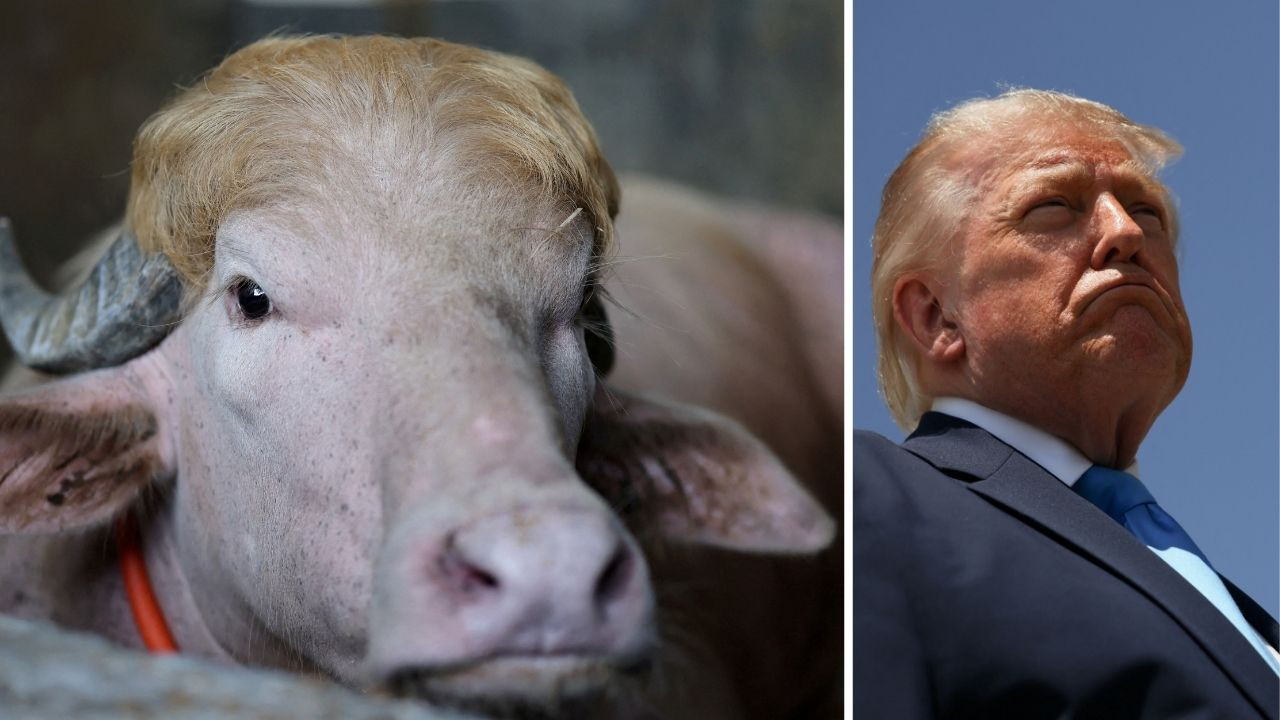 'Trump'ı kurban edecekler