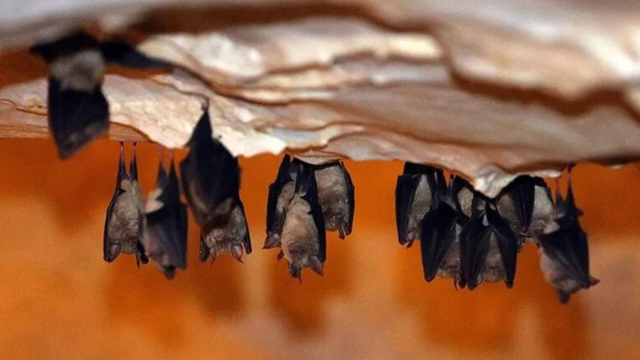 Child Dies of Rabies After Bat Landed on Face While Sleeping