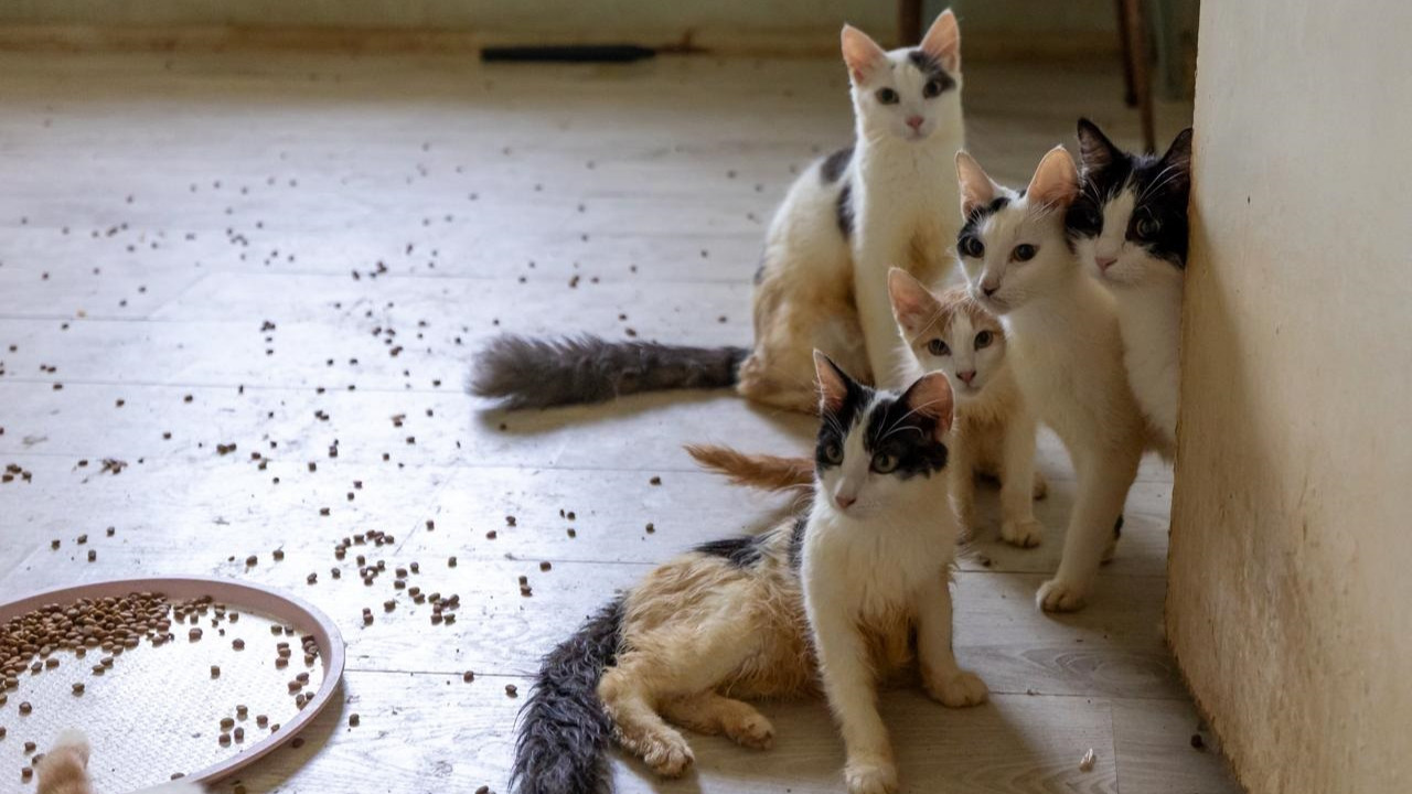 Çöp ev ihbarından 100 kedi çıktı