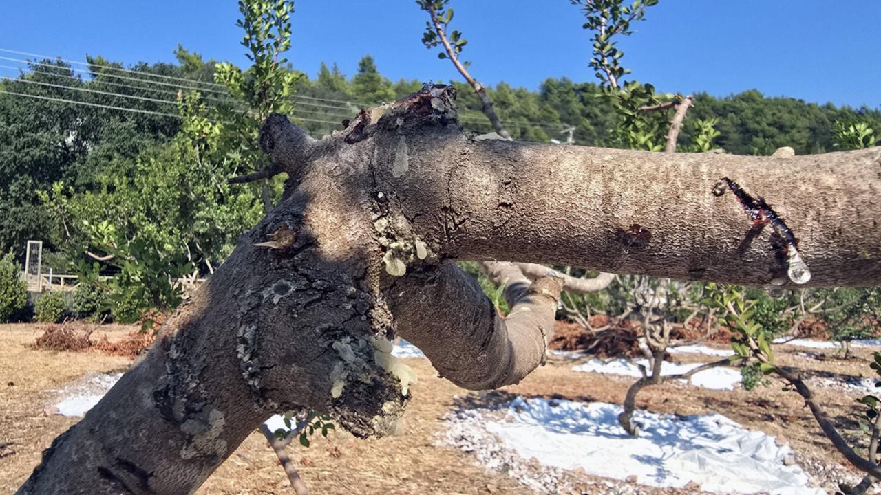 11 yıl sonra hasat başladı: Kilosu 50 bin liradan satılıyor