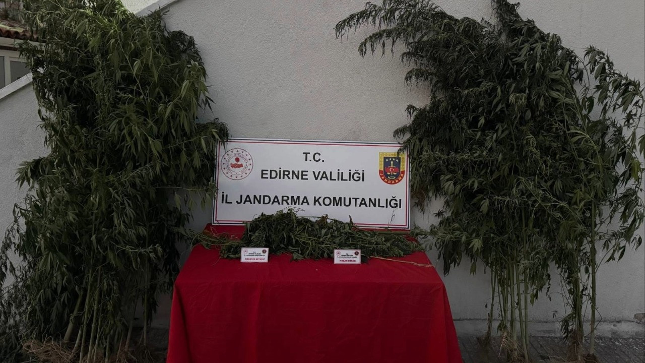 Kamu arazisinde yetiştirdiği Hint kenevirlerini sularken yakalandı