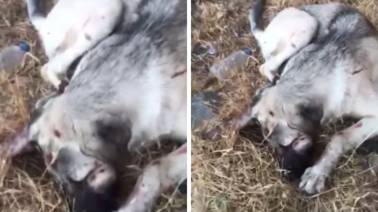 Köpeği yaralayıp yavrusunu öldürdü: Ev hapsi cezası verildi