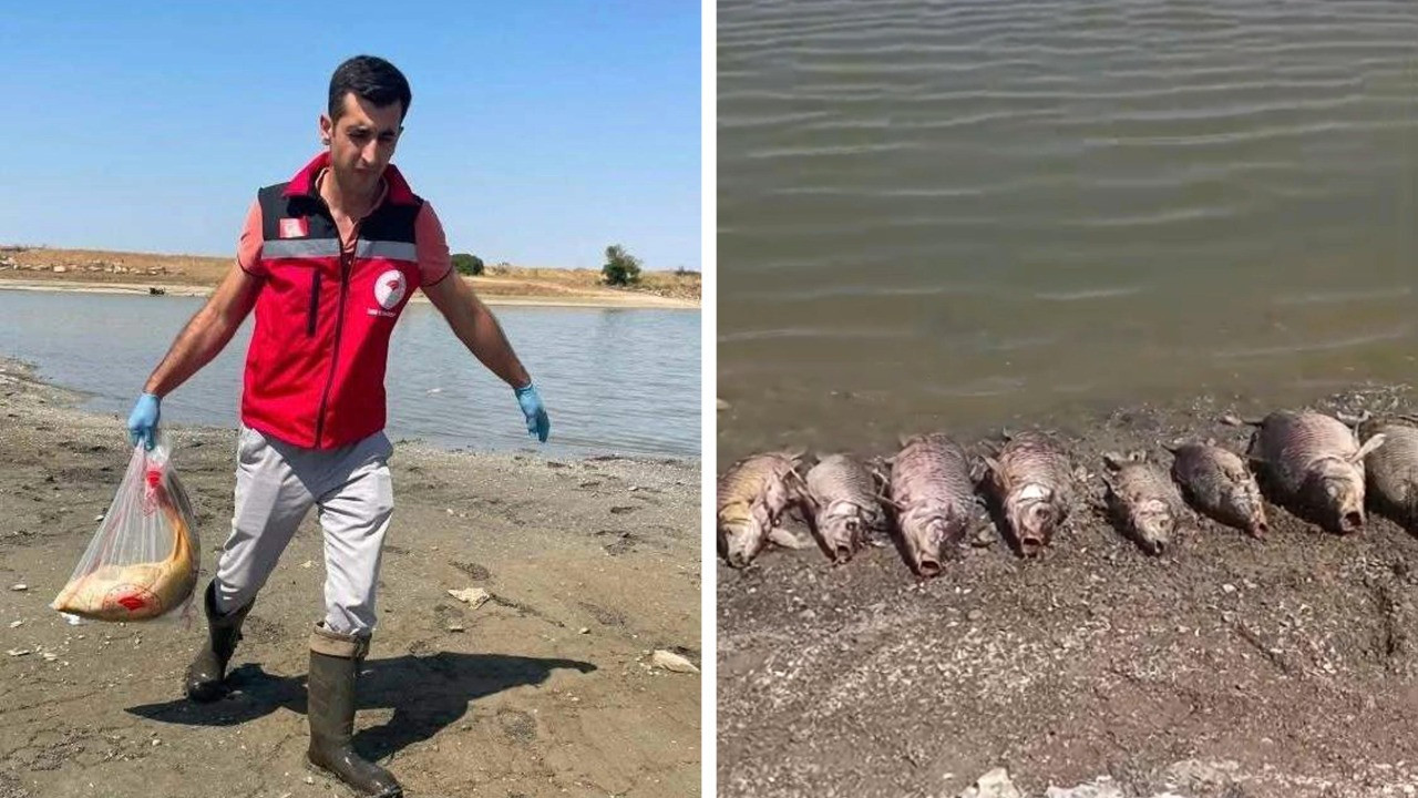 Toplu balık ölümlerine inceleme