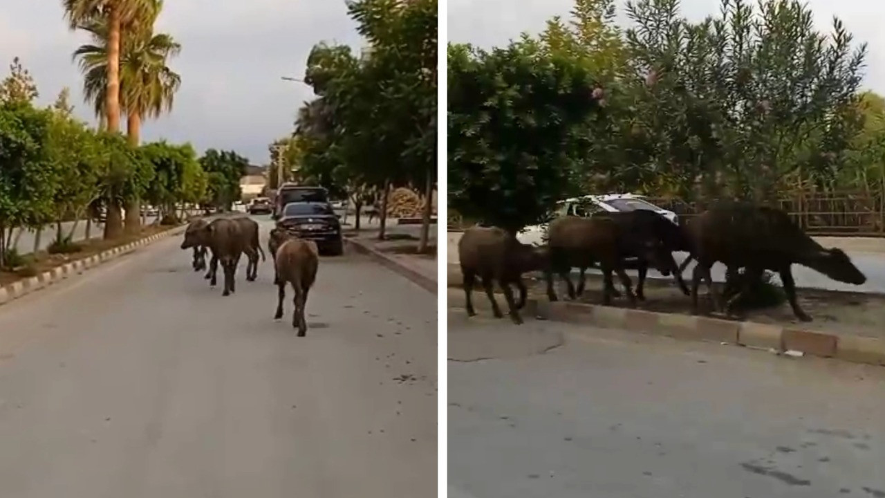Hatay'da görenleri şaşırtan manzara