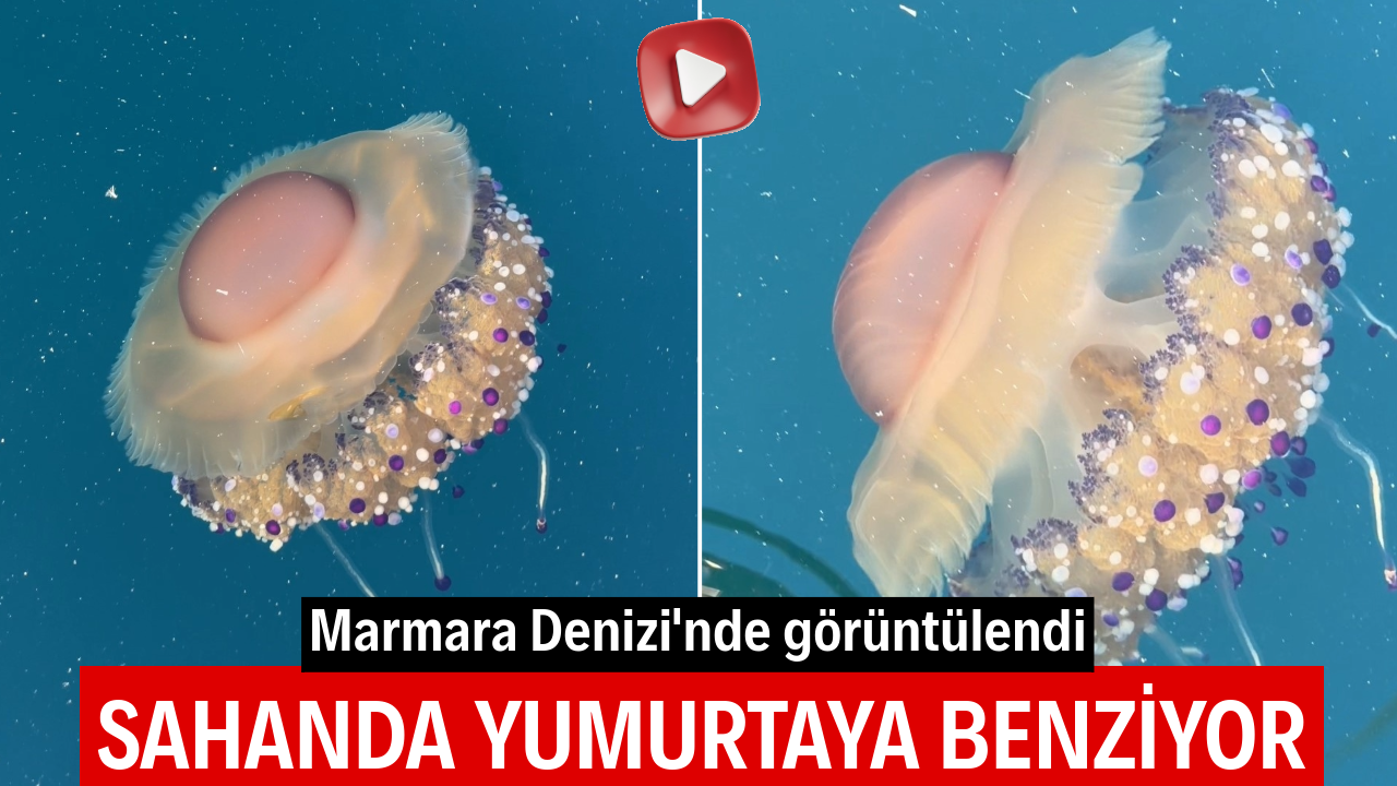 Marmara Denizi’nde görüntülendi! Sahanda yumurtaya benziyor