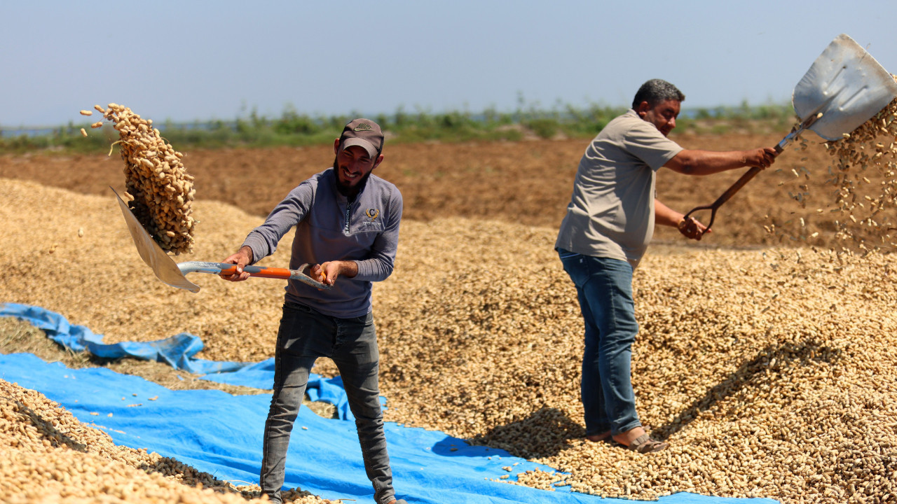 Hasat başladı: Hedef 135 bin rekolte