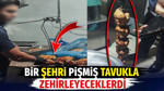 Bir şehri pişmiş tavukla zehirleyeceklerdi
