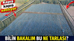 Bilin bakalım bu ne tarlası? Coğrafi tescilli. Kapış kapış satılıyor