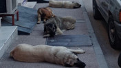 Valiliklere yazı gitti, 2028 beklenmeyecek: Her bir sokak köpeği için 71 bin TL ceza