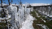 Elmada kayıp 500 bin ton