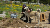 'Garip' isimli köpek, sahibinin mezarı başından ayrılmıyor