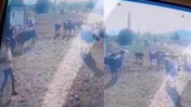 Beslediği boğanın saldırısına uğradı