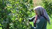 Karadeniz değil Adana: Torosların eteğinde fındık hasadı