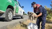 Yavru köpekleri çuvala koyup yol kenarı attılar