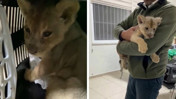 Tuzla’da veteriner kliniğinde 35 günlük Afrika aslanı ele geçirildi