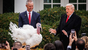 Trump, hindi Gobble'ı affetti