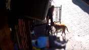 Köpeğini gezdiriyordu, yerde uyuyan adamı soydu