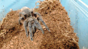 Bir evde 150 tarantula ele geçirildi