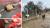 Barınakta köpek katliamı: Soruşturma başlatıldı