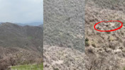 Görüntüler Şırnak'ta kaydedildi! Kartalın domuz avı