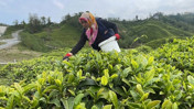 Yaş çay alım fiyatı belirlendi