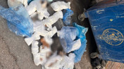 ’33 ölü kedi’ vahşetinde yeni gelişme