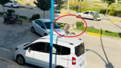 Karayoluna çıkan başıboş eşek nedeniyle trafik aksadı