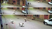 Küçük çocuk sokak köpeklerinin saldırısına uğradı