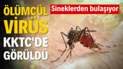 Sineklerden bulaşıyor: Ölümcül virüs KKTC'de görüldü