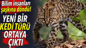 Yeni bir kedi t&uuml;r&uuml; ortaya &ccedil;ıktı. Bilim insanları şaşkına d&ouml;nd&uuml;