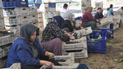 Antep karasında hasat bitti, yeni mesai başladı. Avrupa'ya gönderilecek