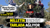 Milletin efendisi tarlada ağlıyor... Zeytin &uuml;reticileri &uuml;st &uuml;ste gelen zamların ardından boykot kararı aldı