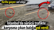 İstanbul'da sürücü trafikte karşısına çıkan balığı görünce yol verdi. Tarihe geçen sel olayı