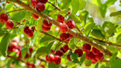 Limondan 48 kat fazla C vitamini var. Bu kirazı alın