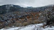 Bolu'nun doğa harikası Abant'a kar yağdı. Manzaraya akın ettiler