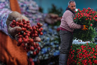 Şans, umut ve zahmet: Kokina çiçeği tezgahlara nasıl ulaşıyor?