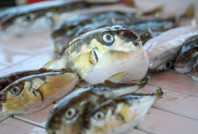 Balon balığı avlayan balıkçılara 2 yıl daha destek verilecek